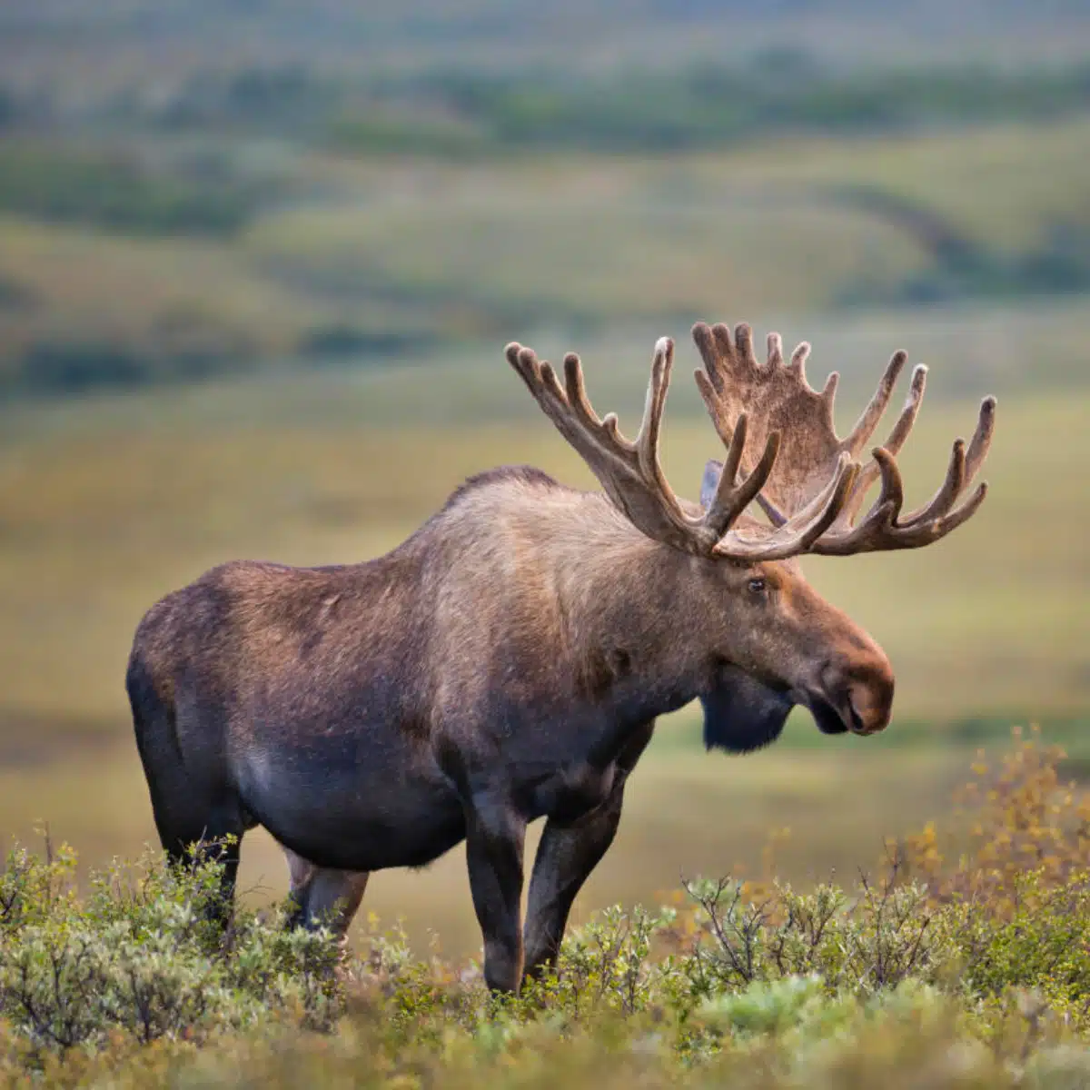Chasse à l'orignal à la pourvoirie lac cyprès sur la côte nord