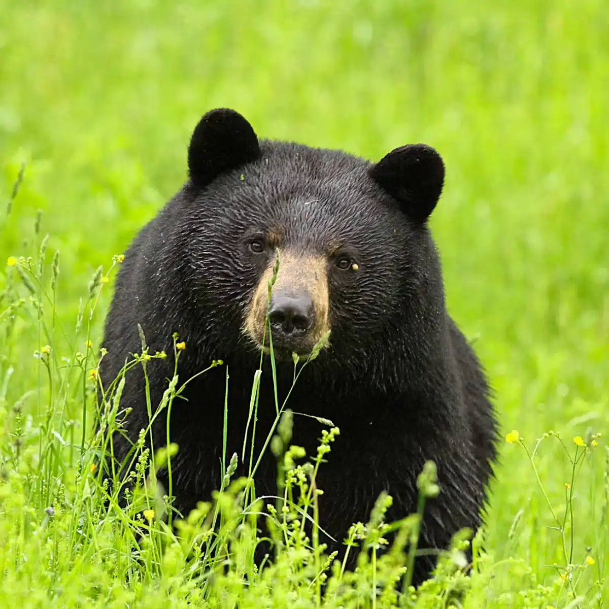 Chasse à l'ours à la pourvoirie lac cyprès sur la côte nord