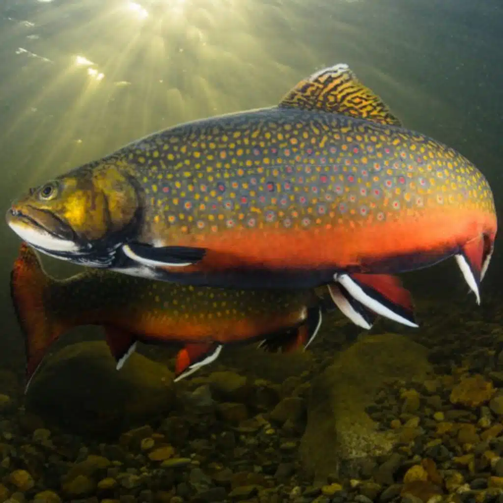 Atlantic salmon fishing packages — La Pourvoirie du Lac Cyprès – La Pourvoirie du Lac Cyprès