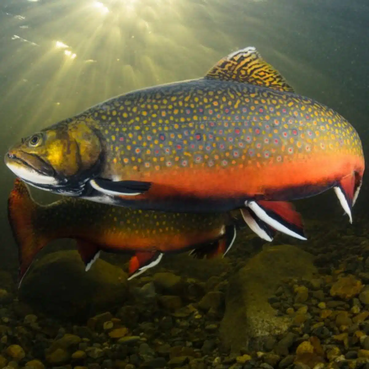Truite à la pourvoirie lac cyprès sur la côte nord